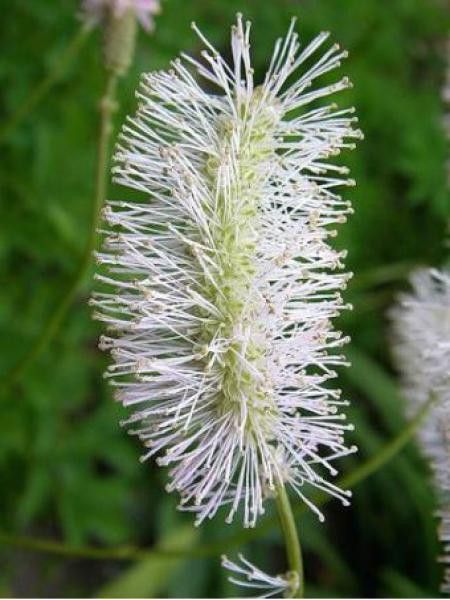 Pimprenelle 'Alba'