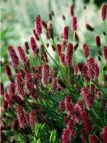 Pimprenelle d'Alaska