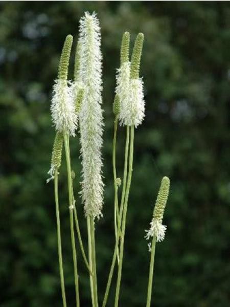 Pimprenelle du Canada