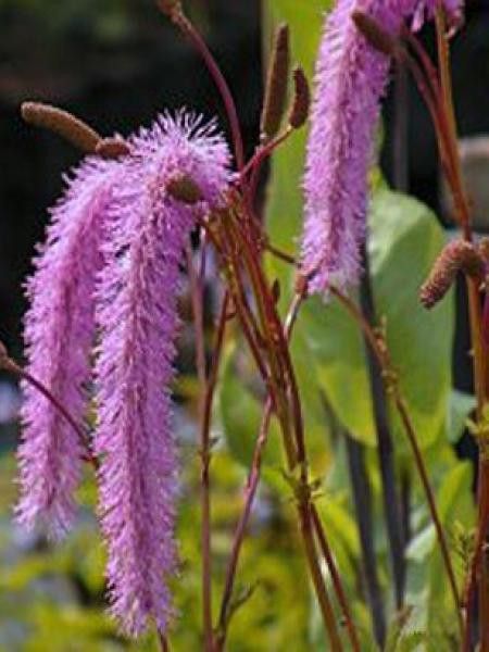 Pimprenelle hakusanensis