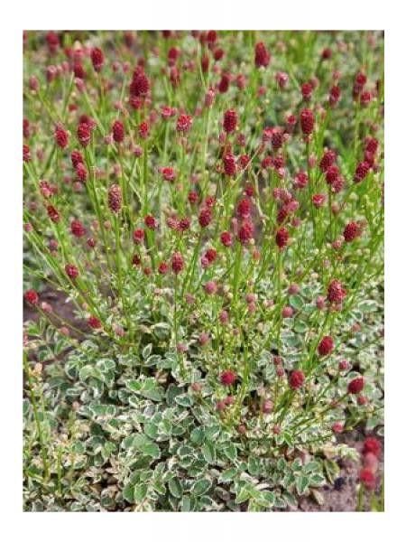 Pimprenelle 'Little Angel'