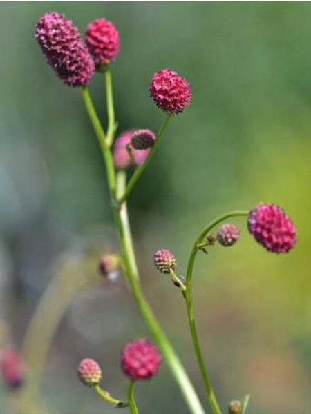 Pimprenelle officinale 'Arnhem'