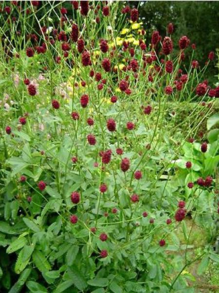 Pimprenelle officinale 'Tanna'