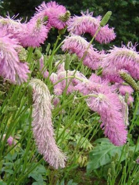 Pimprenelle 'Pink Brushes'