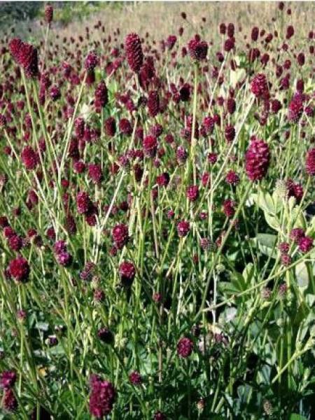 Pimprenelle 'Red Thunder'