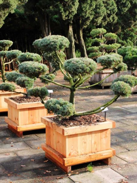 Pin blanc japonais 'Negishi' - Taillé en nuage