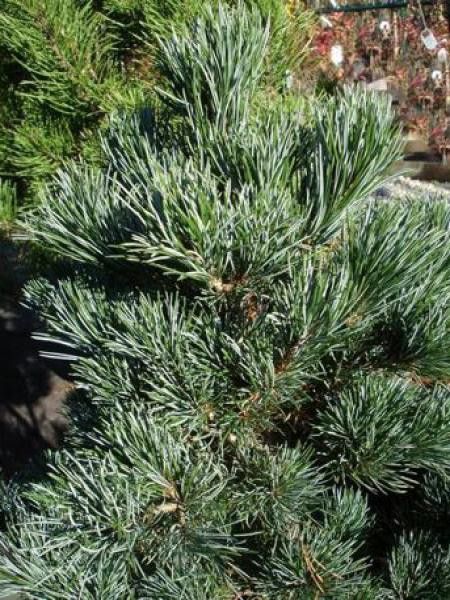 Pin blanc japonais 'Negishi'