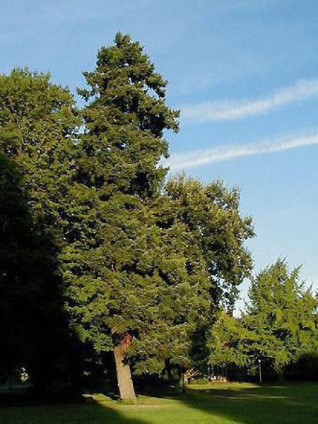 Pin d'Oregon, Sapin de Douglas