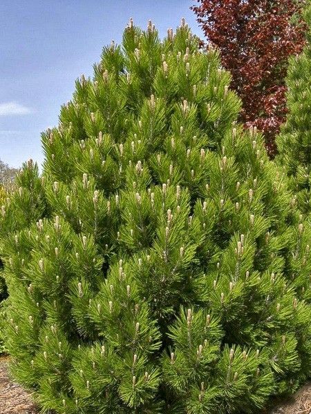 Pin de Bosnie 'Malinki'