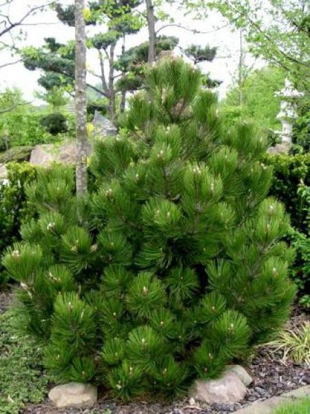 Pin de Bosnie, Pin des Balkans 'Compact Gem'