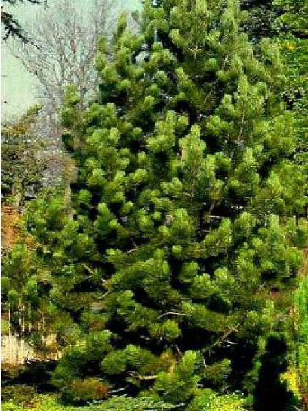 Pin de Bosnie, Pin des Balkans 'Satellit'