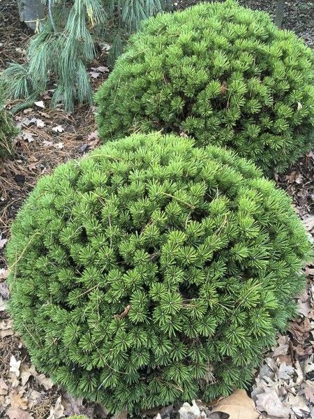 Pin de montagne 'Benjamin'