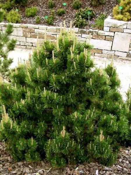 Pin de montagne 'Gnom'