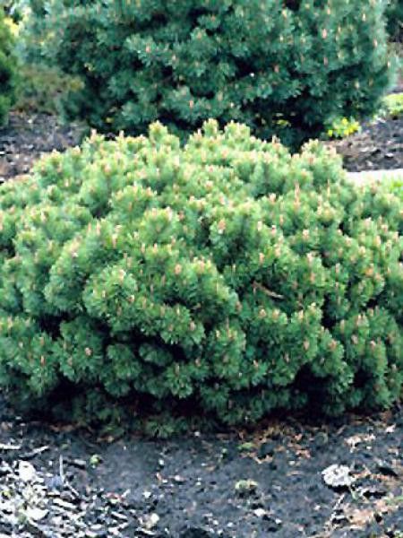 Pin de montagne 'Hesse'