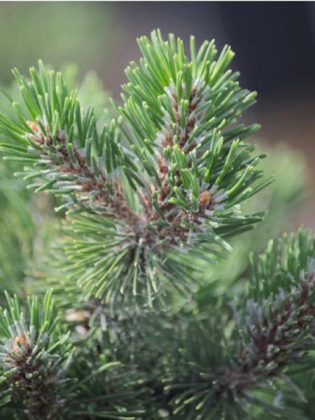 Pin de montagne 'Humpy'