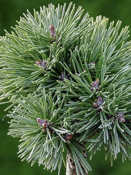 Pin de montagne 'Kladska'