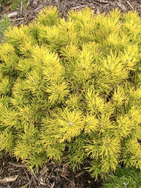 Pin de montagne 'Mops Gold'