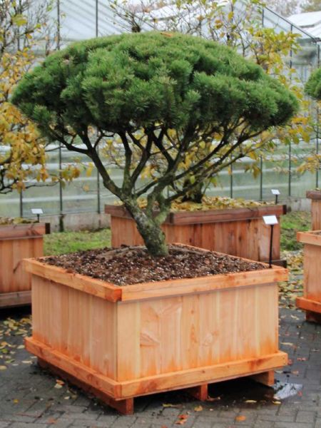 Pin de montagne 'Mughus' - Taillé en nuage