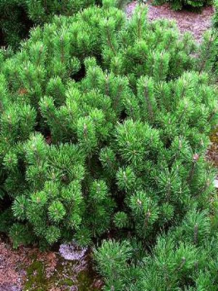 Pin de montagne 'Pumilio'