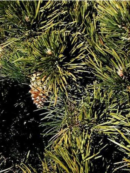 Pin de montagne 'Uncinata'