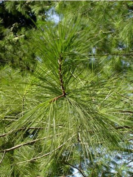 Pin de Weymouth, pin blanc