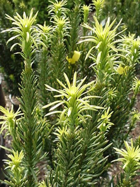 Pin japonais à queue de vache 'Fastigiata'