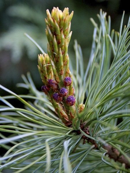 Pin nain de Sibérie 'Glauca'
