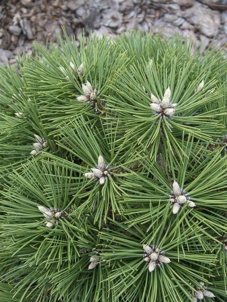 Pin noir 'Agnès Bregeon'