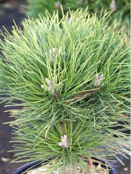 Pin noir d'Autriche 'Austriaca Nana'