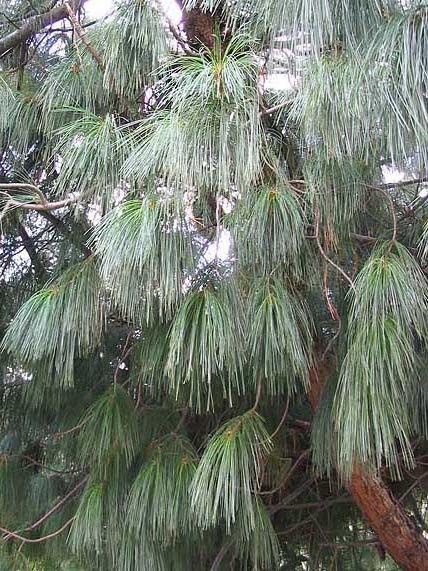 Pin pleureur de l'Himalaya