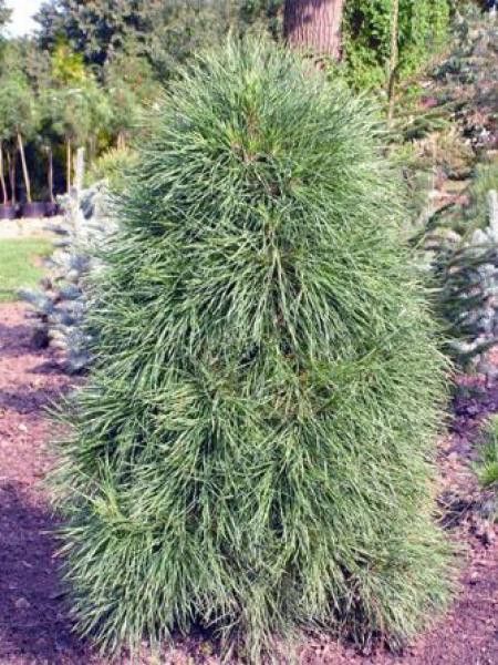 Pin sylvestre 'Globosa Viridis'