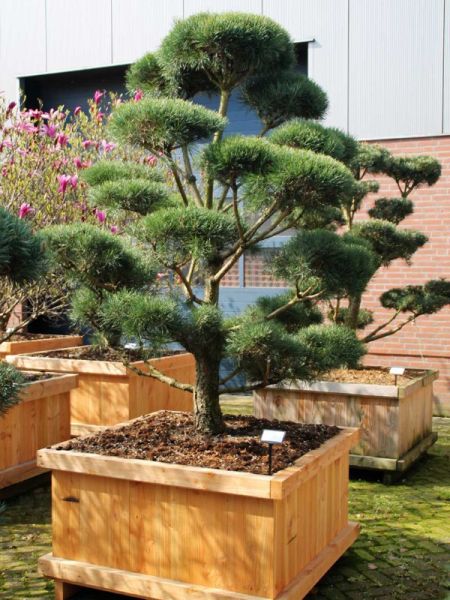 Pin sylvestre 'Norsky' - Taillé en nuage