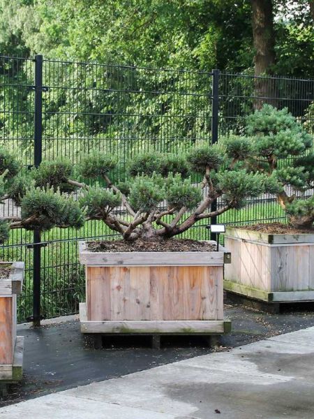 Pin sylvestre 'Repens' - Taillé en nuage