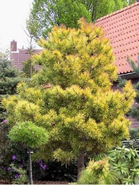 Pin sylvestre 'Wintergold'