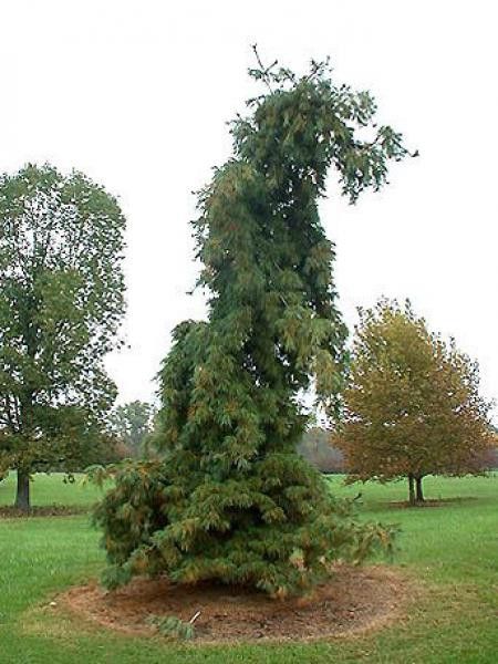 Pin Weymouth 'Pendula'