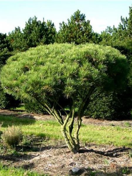 Pinus densiflora 'Umbraculifera'