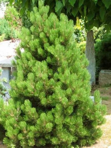 Pinus nigra 'Nana'