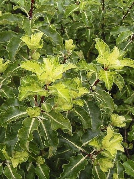 Pittosporum à petites feuilles 'Abbotsbury Gold'