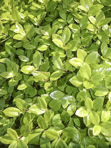 Pittosporum à petites feuilles 'Golden Ball'