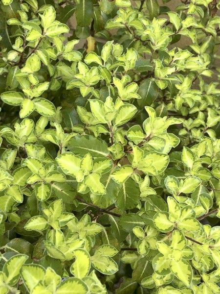 Pittosporum à petites feuilles 'Golf Star'