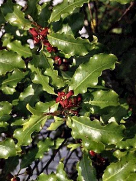 Pittosporum tenuifolium 