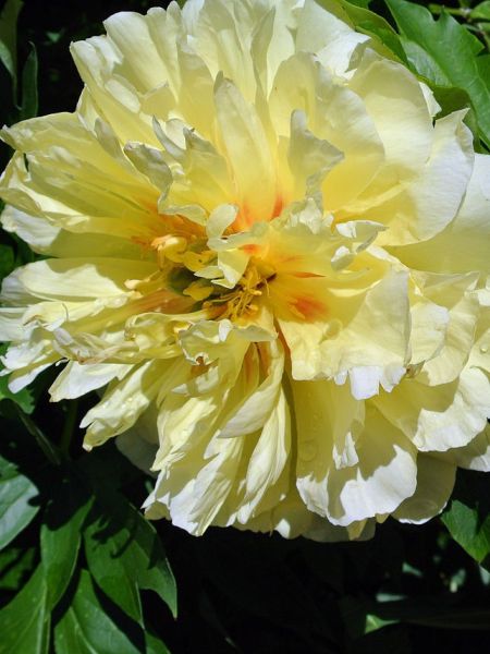 Pivoine Itoh 'Bartzella'
