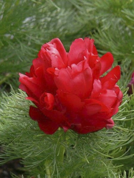 Pivoine à fines feuilles 'Plena'