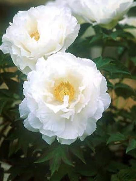 Pivoine arbustive '-blanche-'