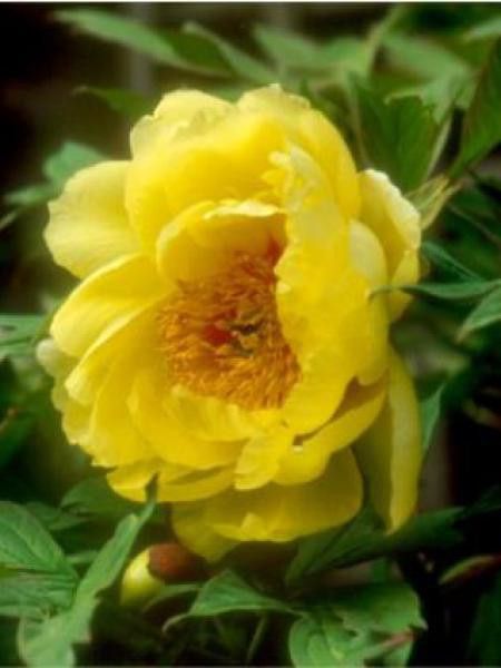 Pivoine arbustive -jaune-