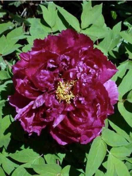 Pivoine arbustive '-pourpre-'
