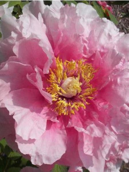 Pivoine arbustive '-rose pâle-'