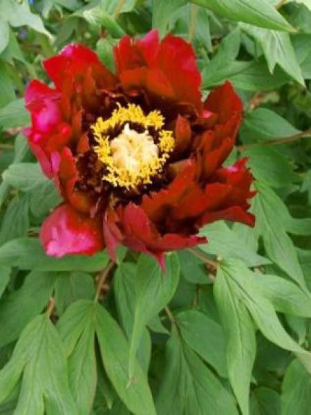 Pivoine arbustive '-rouge foncé-'