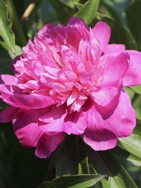 Pivoine de Chine 'Amabilis'