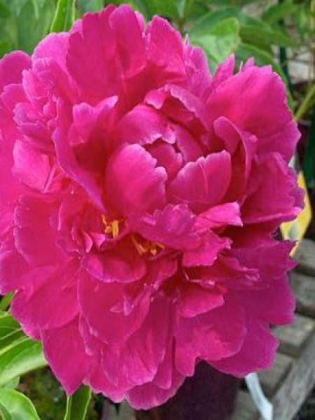 Pivoine de Chine 'Bunkerhill'